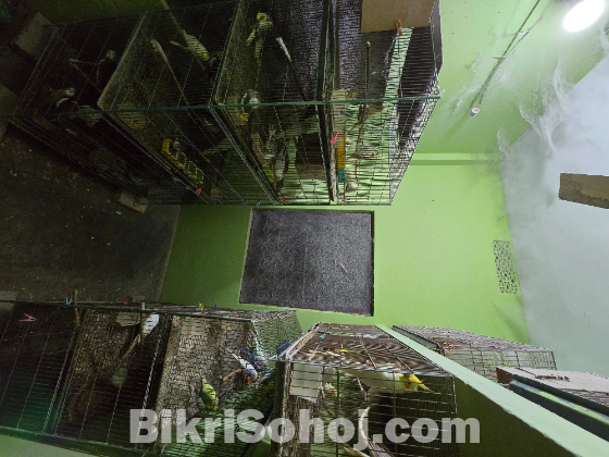 ককাটেল পাখি ফুল সেটআপ সহ বিক্রয়
